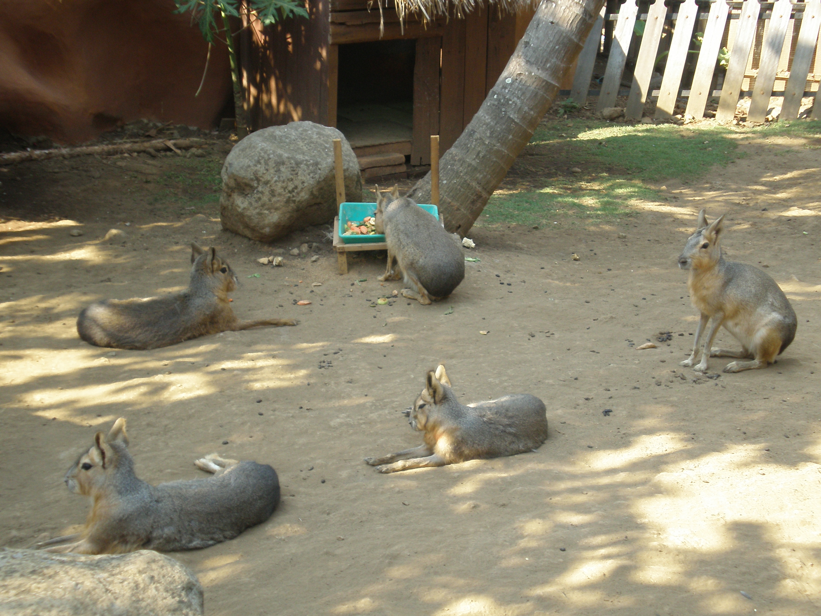 gambar hewan di kebun binatang